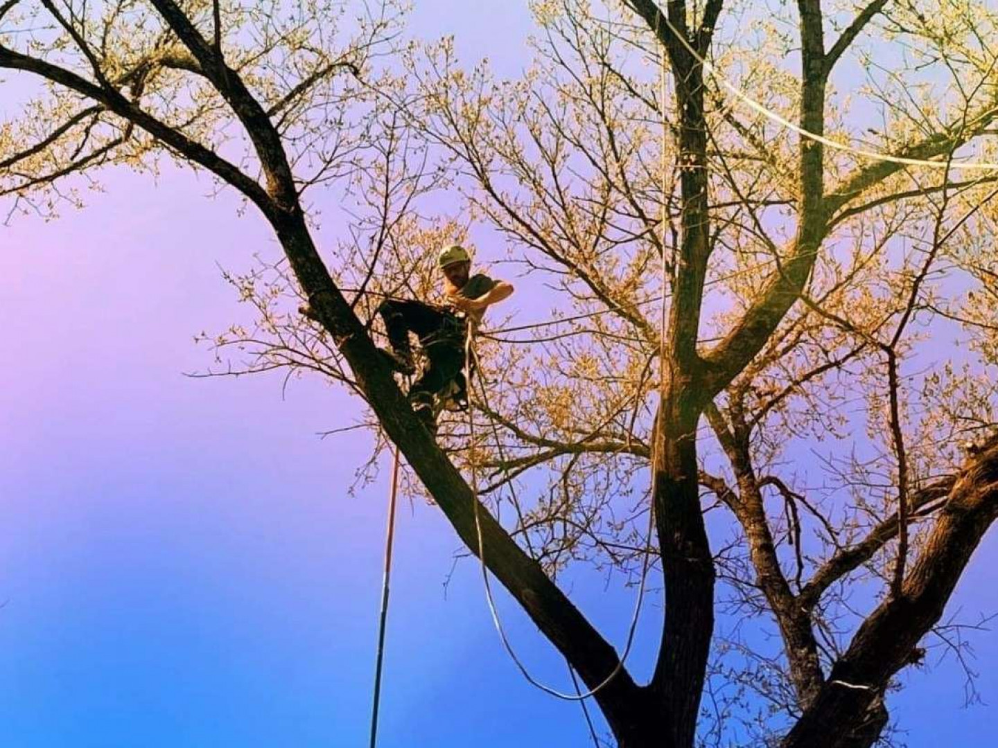Tree Trimming & Pruning Springfield, MO Canopy Tree Service